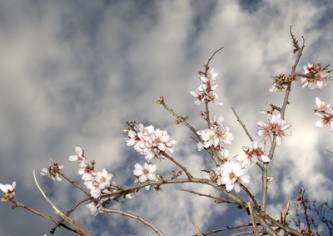 SEÑORITA PRIMAVERA